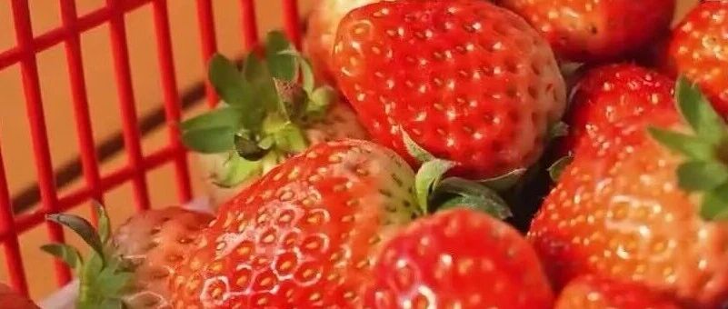 草莓大量上市！个儿大的打了&ldquo;膨大剂&rdquo;？情况是&rarr;