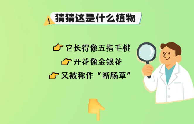这种草，不能拿来煲汤
