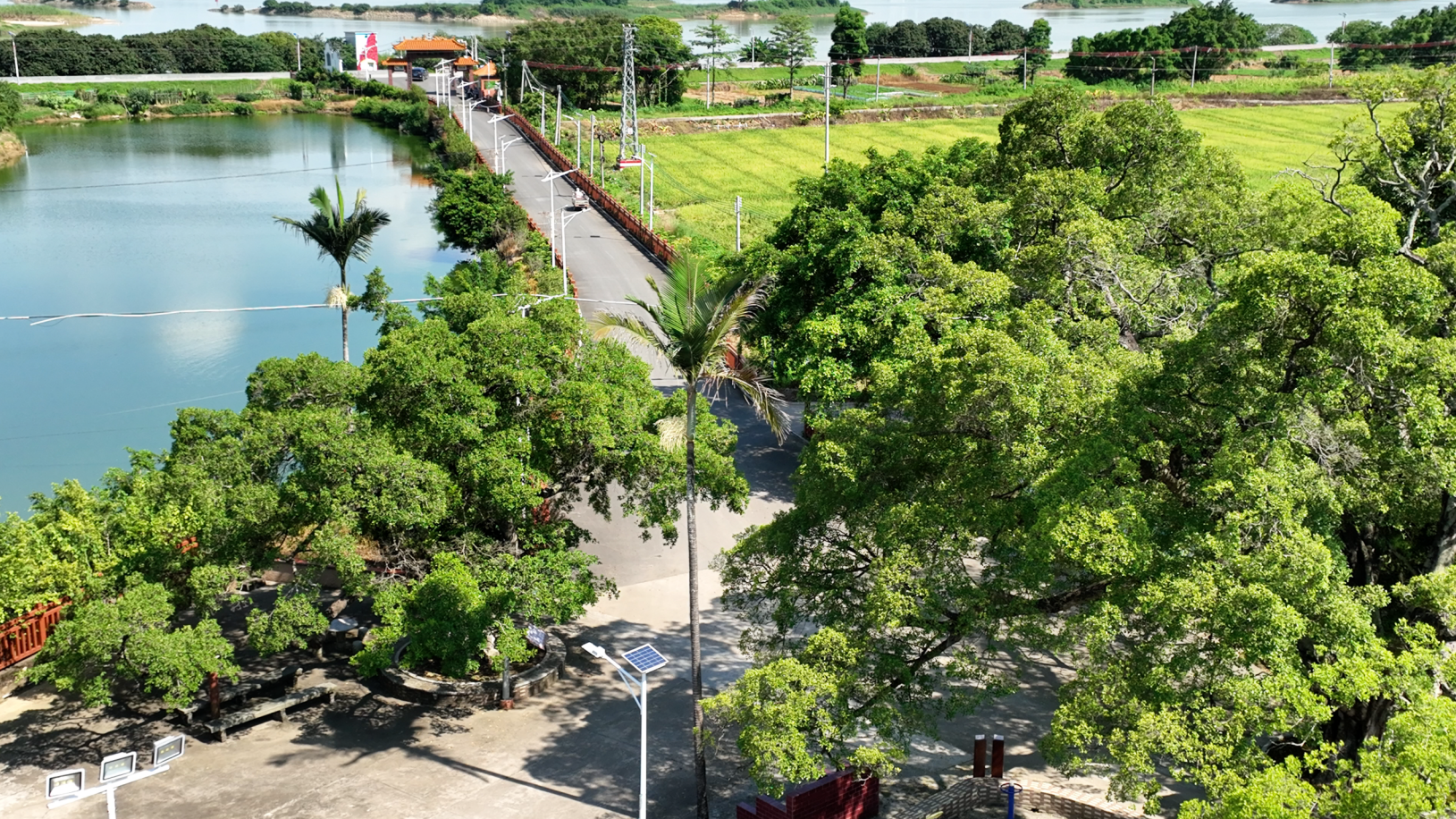 等你来探秘，倒生古榕和古仁面片林藏身的三水梅花村古树公园惊艳时光！