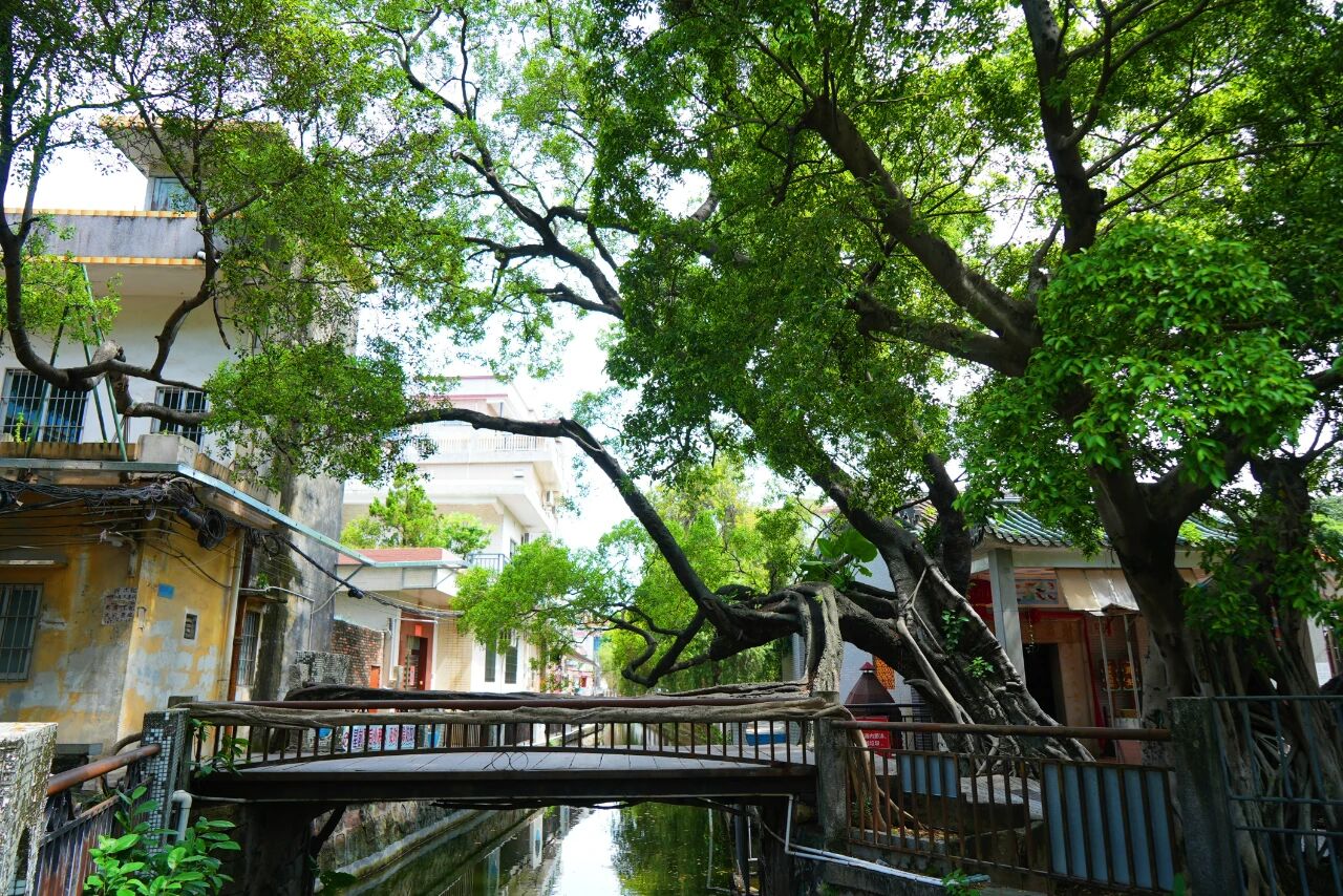 顺德容桂树生桥：榕树织就百年奇观，根脉系住一方文明