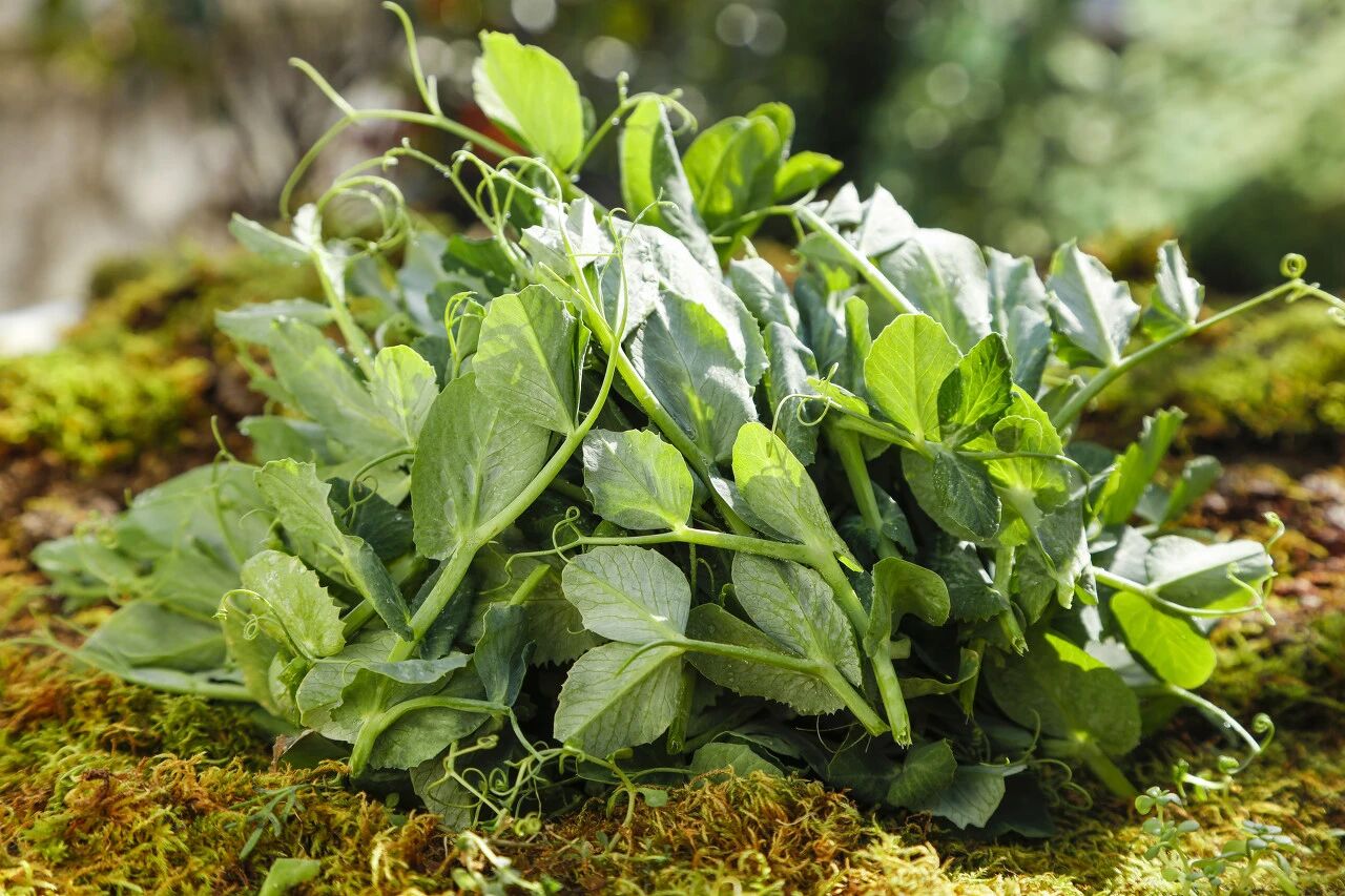 真正的&ldquo;冬日顶流&rdquo;！维 C 含量比橙子还高，很多北方人没吃过