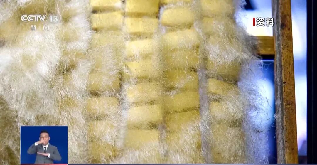 全网都在玩&ldquo;卖霉豆腐&rdquo;，但没人告诉你：这层&ldquo;白毛&rdquo;，不能乱长！