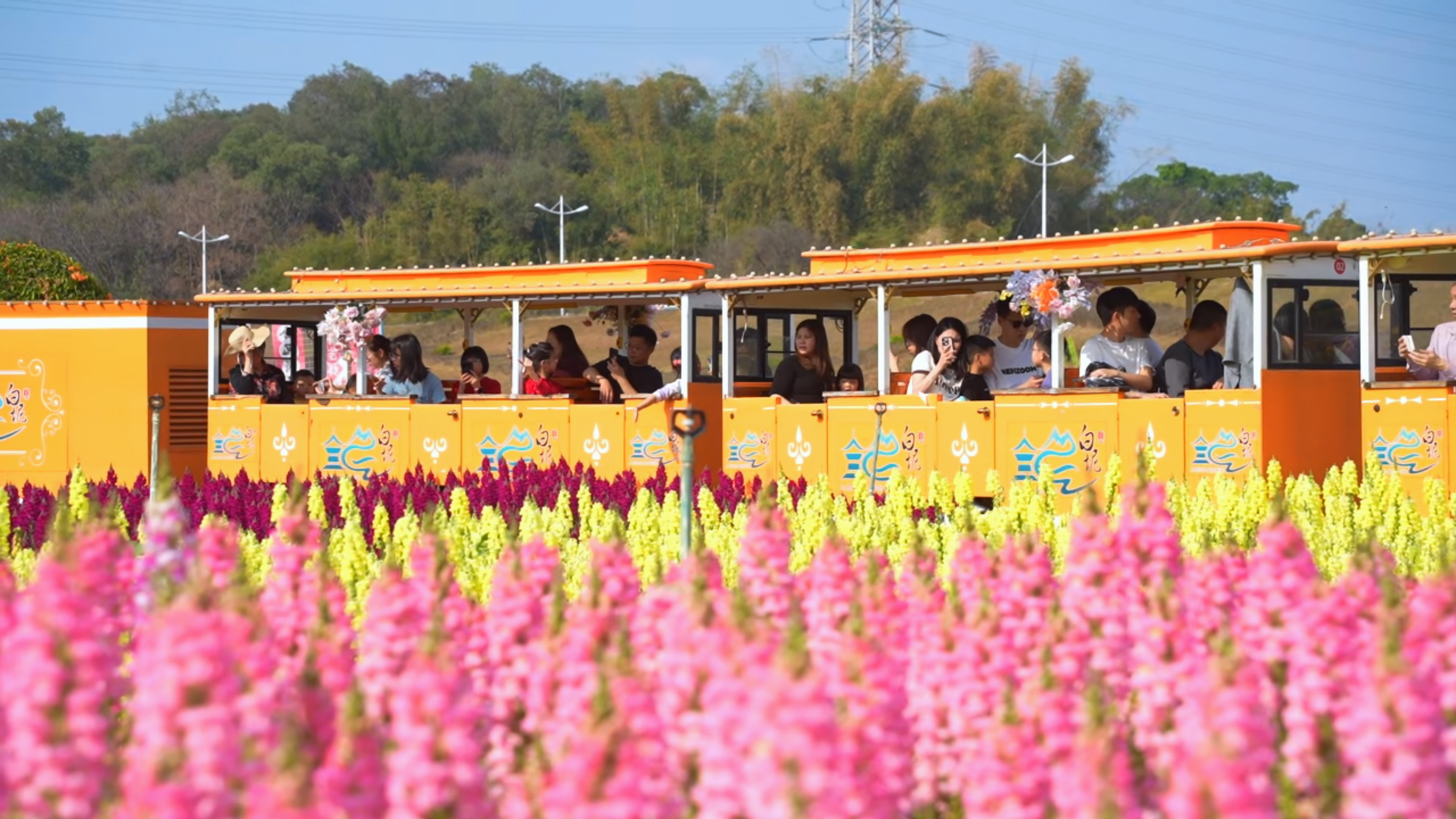 人气爆棚年味足！白坭春节打卡热潮不断档