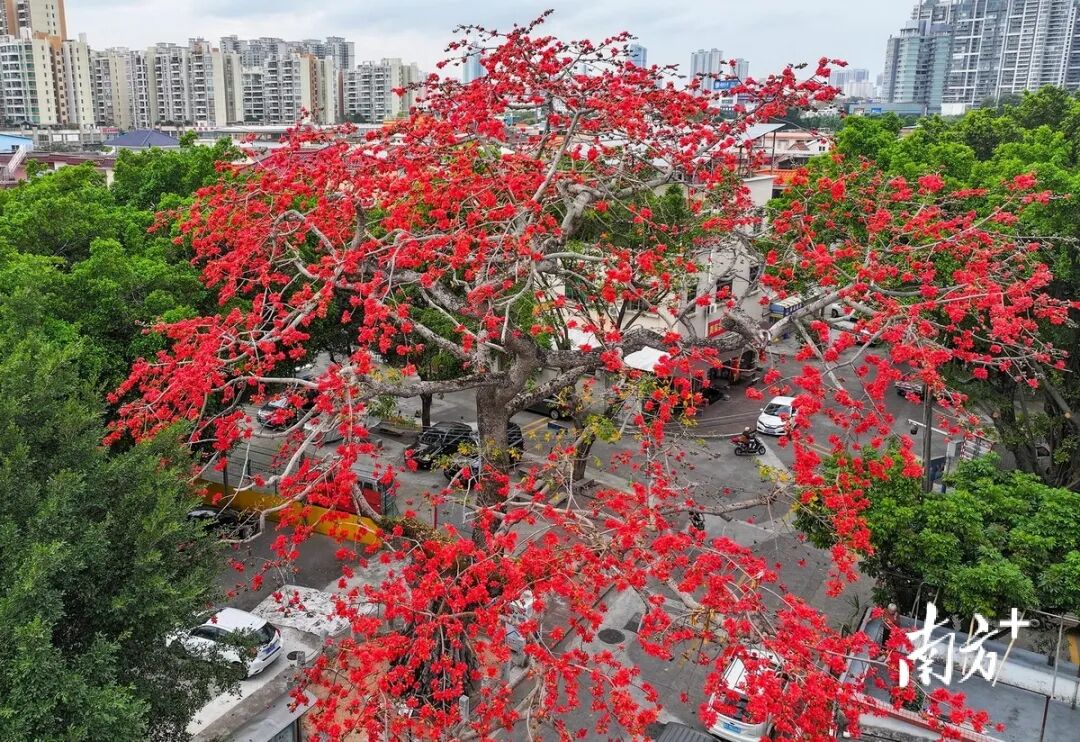 不要捡！不要吃！最近佛山街头大量出现