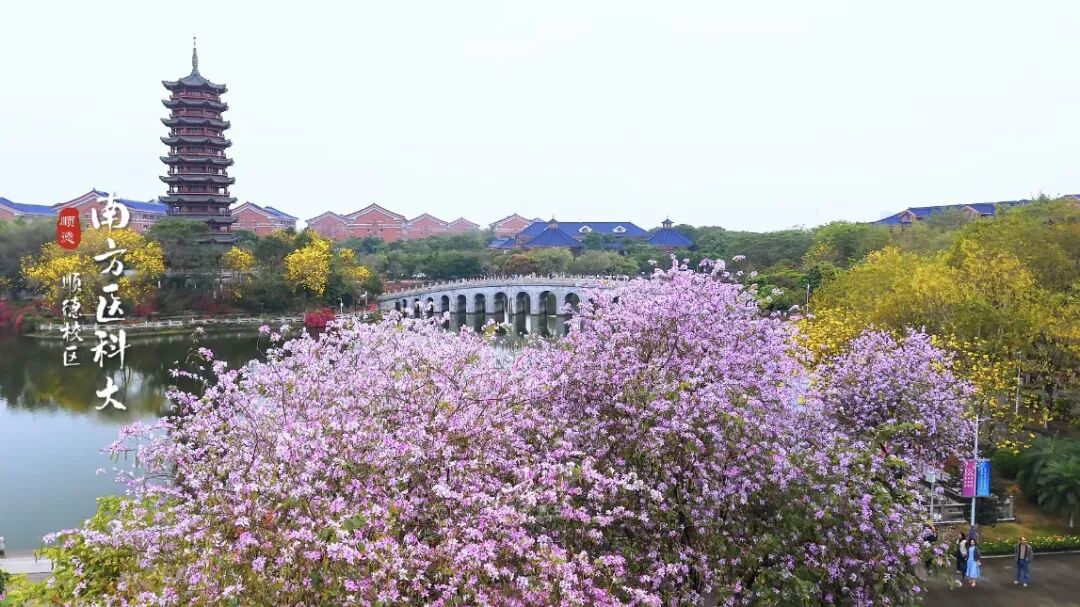 Look下容桂丨用一场Color Walk，打开春日万花筒