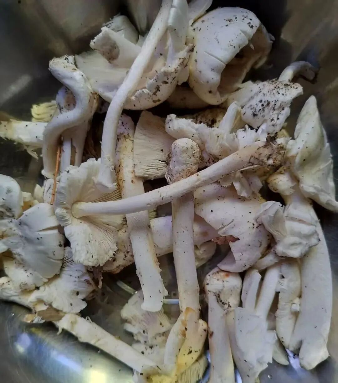 广东一男子自采&ldquo;毒王&rdquo;煲汤，进了ICU！医生提醒&rarr;