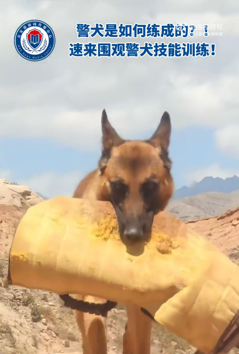 警犬是如何练成？