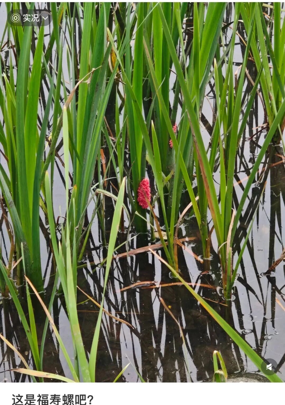 别吃！寄生虫达上千条，近期正大量出现