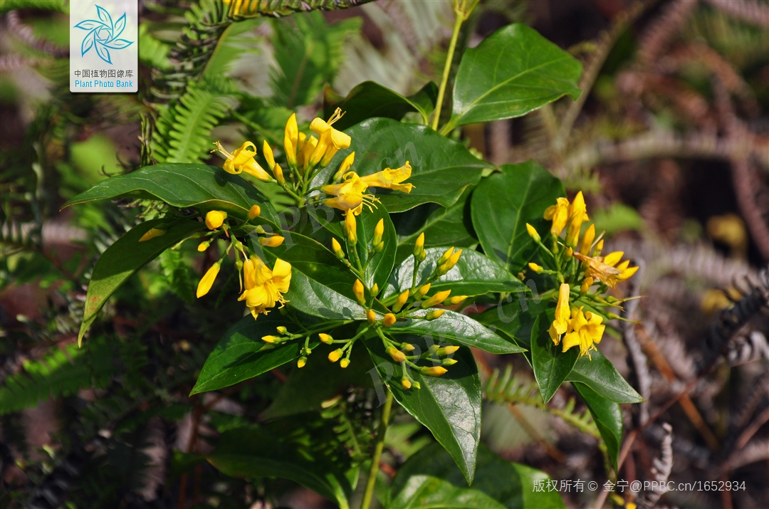 春季&ldquo;打野&rdquo;热兴起，紧急提醒：别乱采乱食！小心中毒，严重可致命！