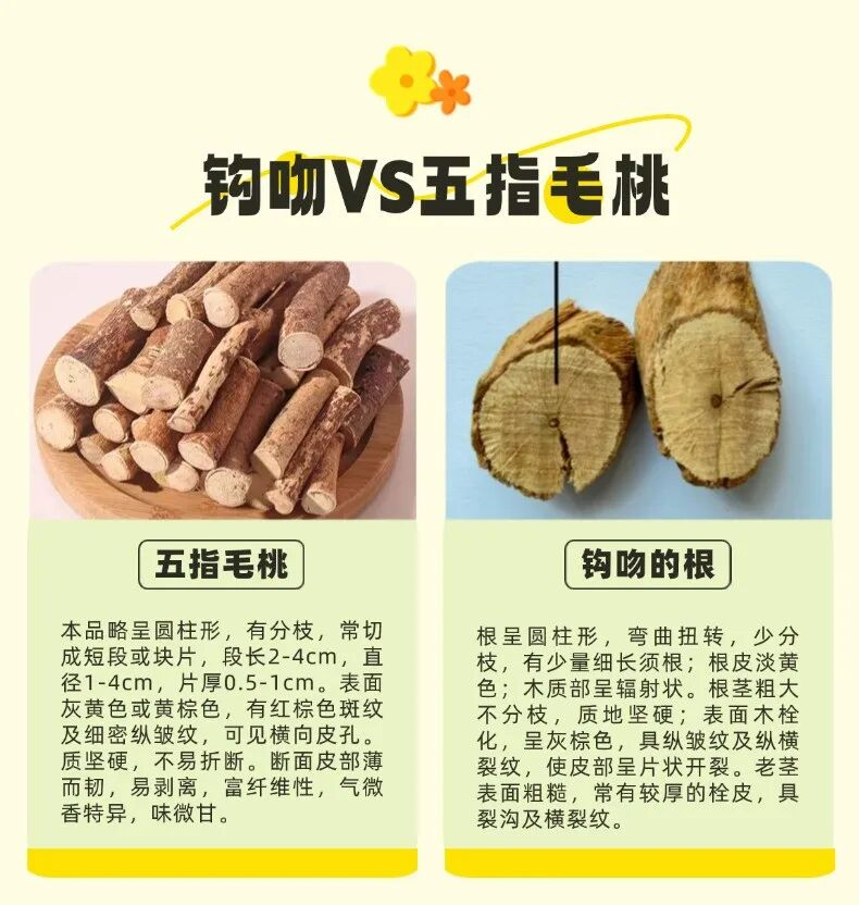 紧急提醒：野生药材别乱采，误食中毒风险高
