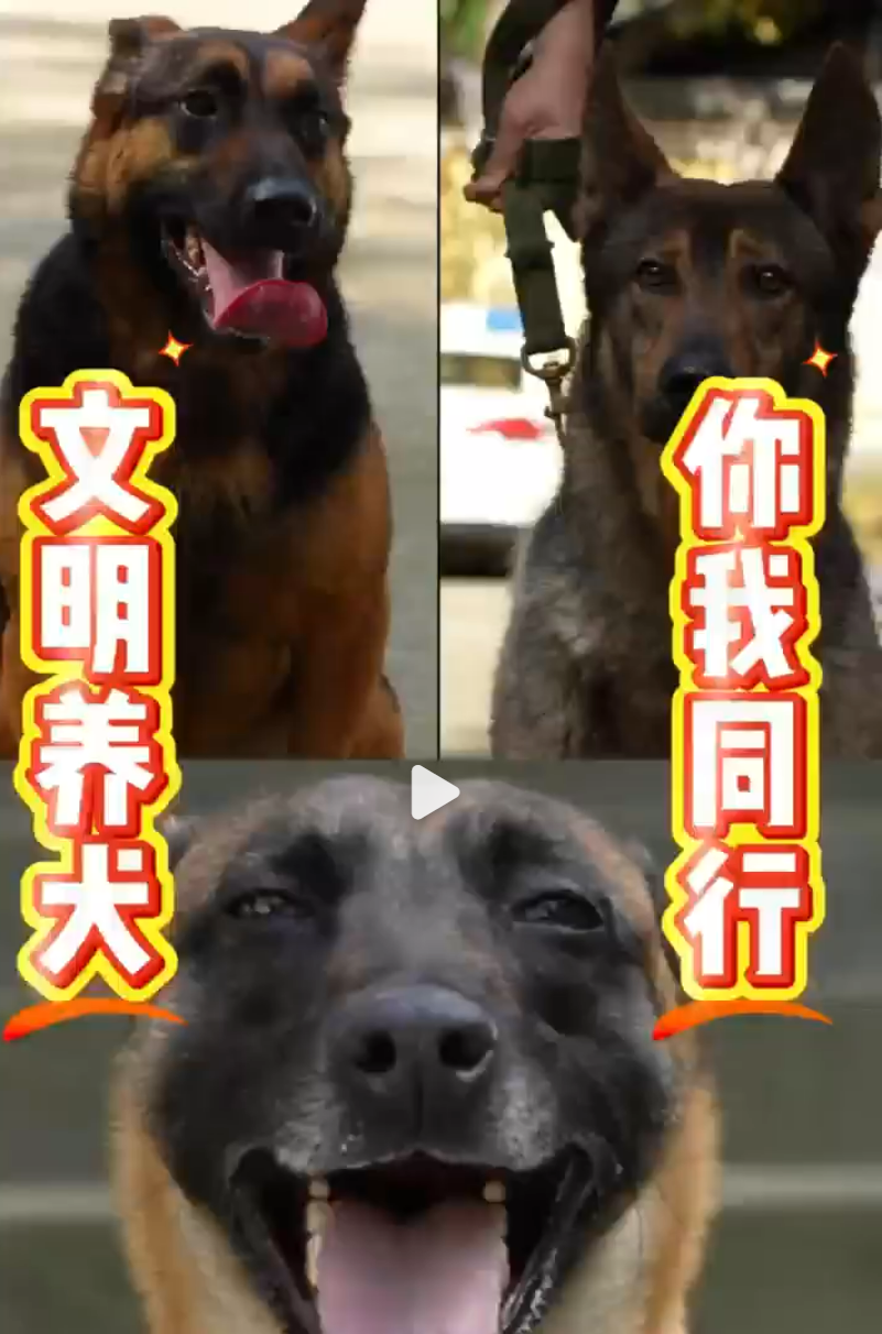 养犬有法可依，文明有章可循