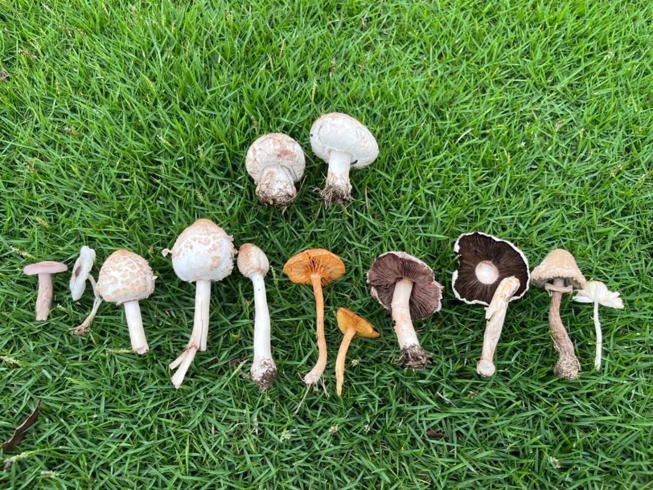 提问！这些蘑菇能吃吗？