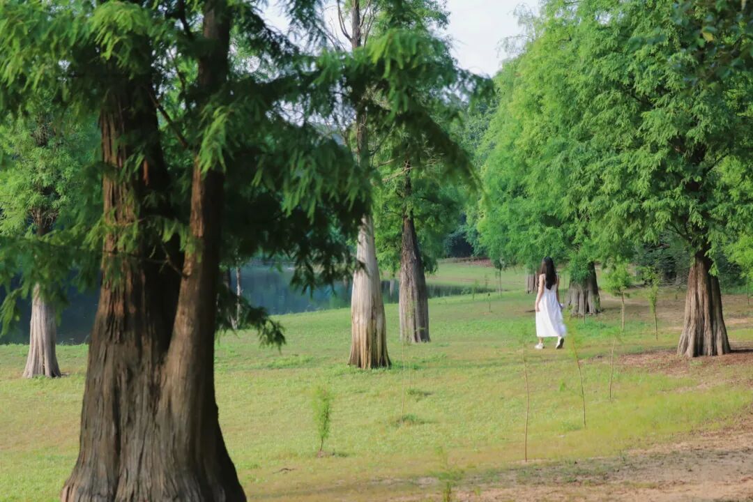 周末，来佛山邂逅这片治愈系森林吧~