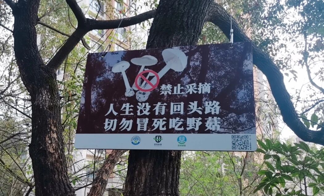 误食致死率高达75%，已有人被&ldquo;放倒&rdquo;
