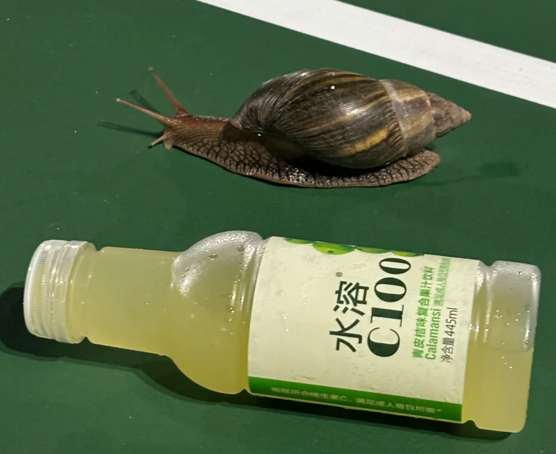 注意！雨后路边&ldquo;巨型蜗牛&rdquo;千万别碰！