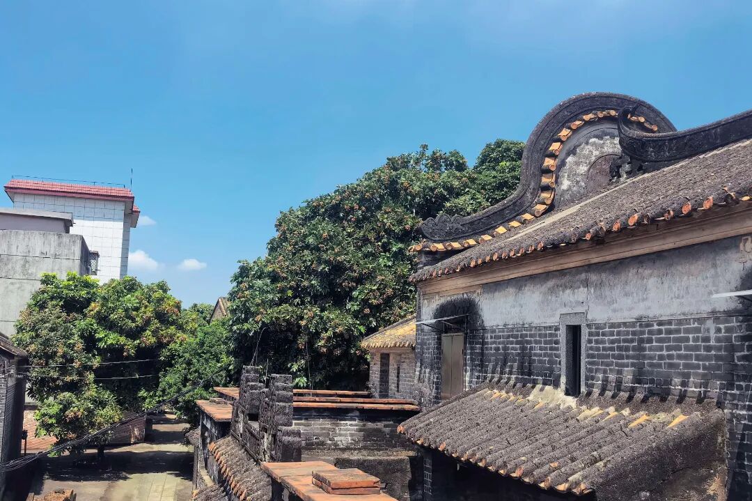 青砖镬耳藏果香，佛山古村的盛夏限定美景上线了