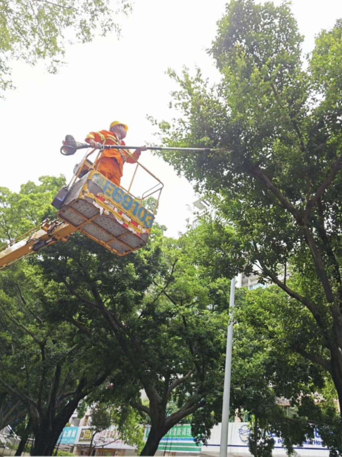 我为群众办实事|枝叶太密遮路灯，禅城城管&ldquo;剪&rdquo;除群众烦心事