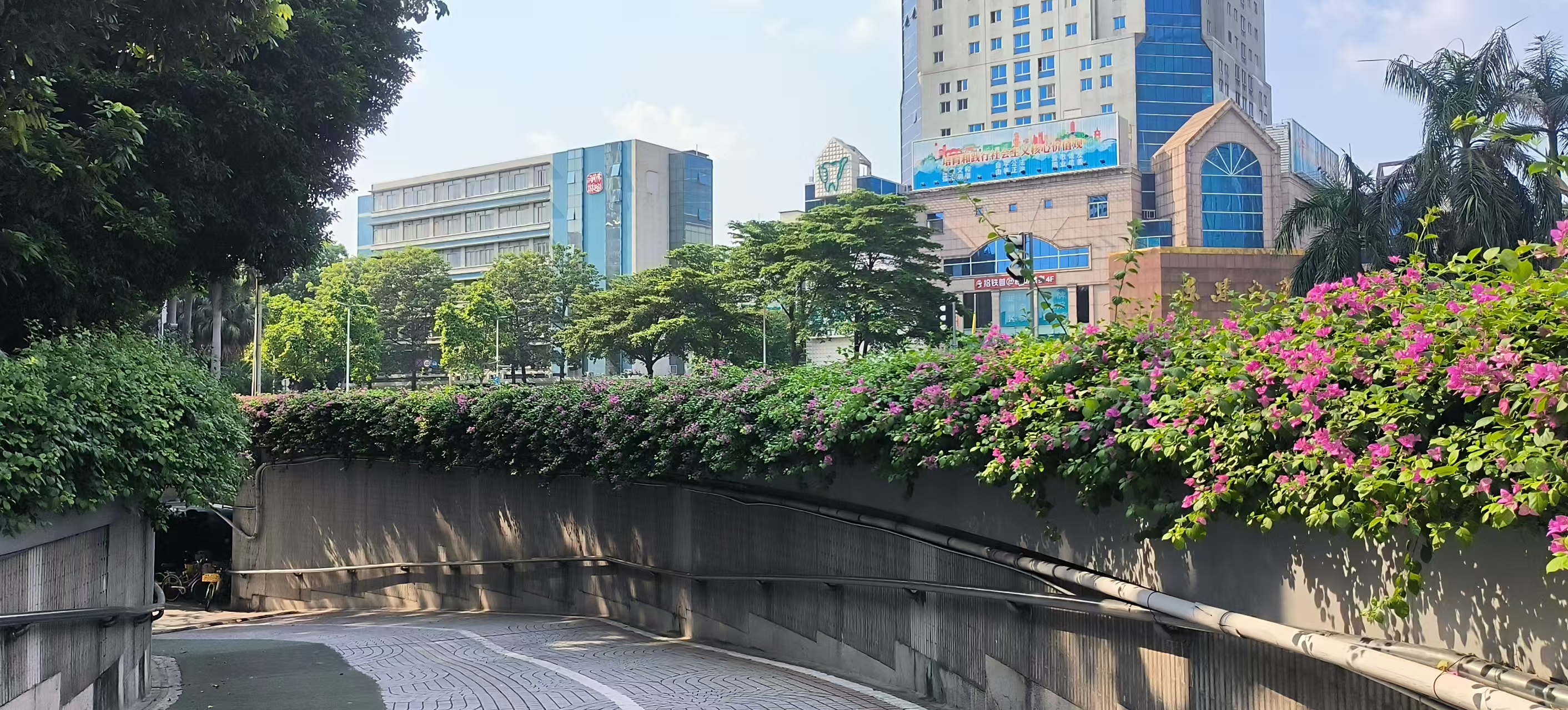 簕杜鹃开成&ldquo;瀑布&rdquo;，禅城这些地方满目繁花