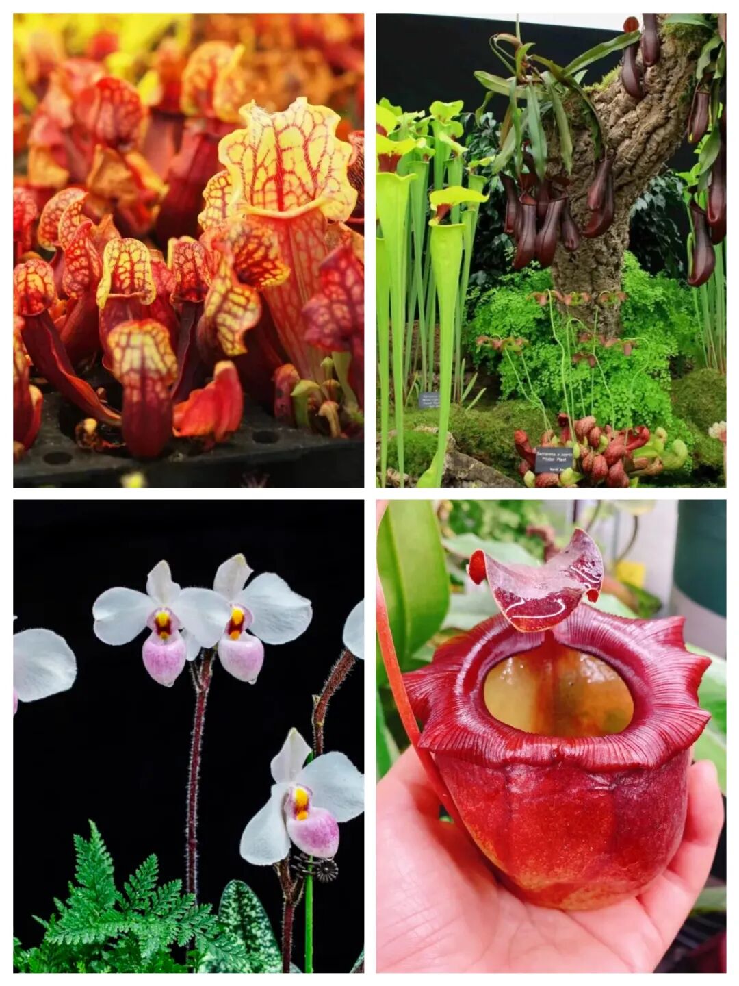 顺德版&ldquo;花花世界&rdquo;，出片率100%