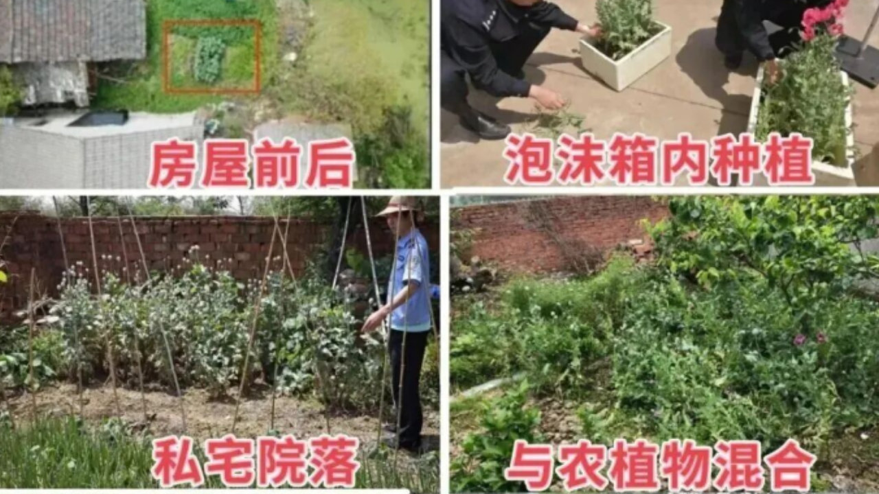 秋播季注意！这样的&ldquo;菜&rdquo;千万别种，种一株也违法！