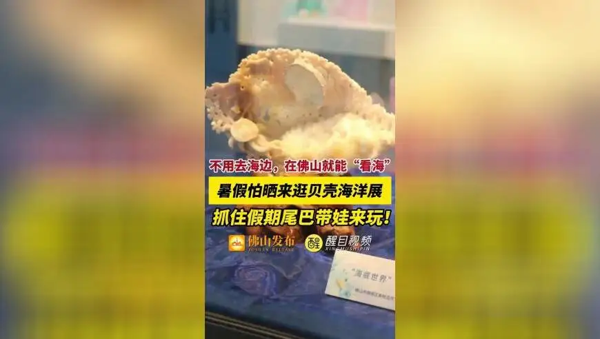 不用去海边，在佛山就能&ldquo;看海&rdquo;！暑假怕晒来逛贝壳海洋展，抓住假期尾巴带娃来玩