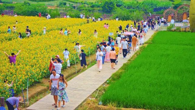 一号公路串联创意良仓、七彩花田等点位,吸引市民和游客。白坭供图